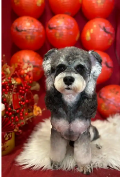 雪纳瑞犬（英文名：Schnauzer），别名史猱查犬、史劳策犬、施诺译犬