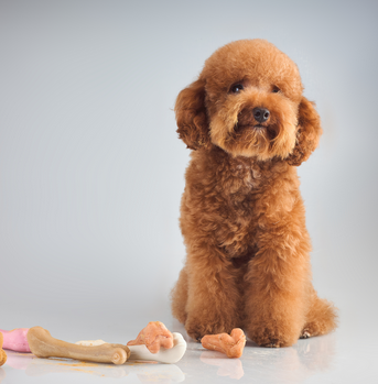 泰迪，别名贵宾犬、贵妇犬、蒲尔犬、蒲多犬。