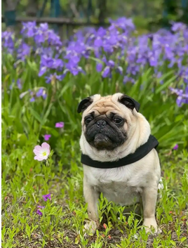 巴哥犬
