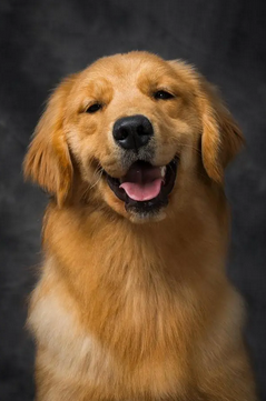 金毛，金毛寻回犬