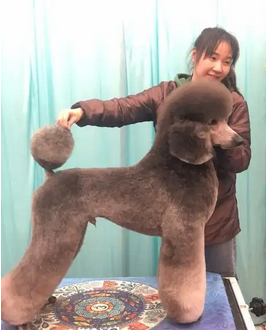 贵宾犬四大品种介绍
