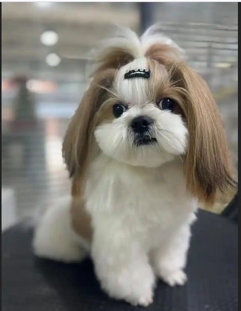 西施犬，中国狮子狗、狮子狗