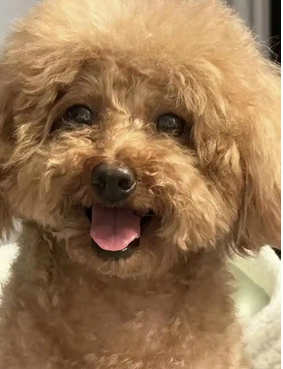 贵宾犬和泰迪的区别