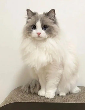 布偶猫