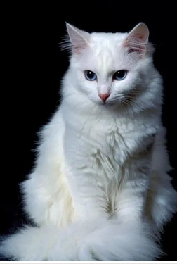 安哥拉猫是最古老的品种之一，源于土耳其