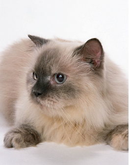 波曼猫又称巴曼猫、缅甸神猫、缅甸圣猫。注意:这不是雪鞋猫，雪鞋猫原产美国