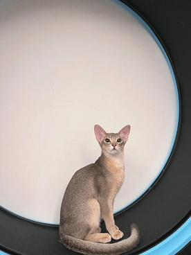 埃及猫