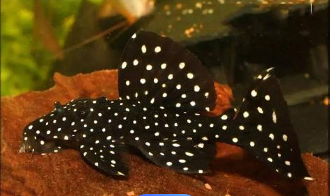 黑白双星又名黑白双星坦克、黑流星，Leporacanthicus sp.aff.galaxis。分布于委内瑞拉，奥利诺科河。