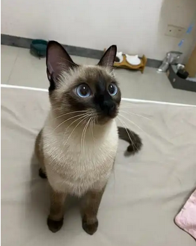 暹(xiān)罗猫是世界著名的短毛猫，也是短毛猫的代表品种。种族历史暹罗猫原产于泰国(故名暹罗)，在 200多年前，这种珍贵的猫仅在泰国的皇宫和大寺院中饲养，是足不出户的贵族。