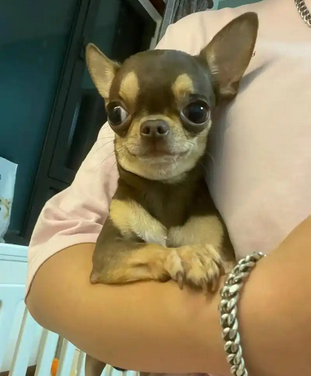 （西班牙语：Chihuahueño，英语：Chihuahua），是世界上最小的犬种之一，以墨西哥的奇瓦瓦州命名，又称吉娃娃、吉娃娃狗、奇娃娃、齐花花玩赏犬。吉娃娃是犬种里最小型，优雅，警惕，动作迅速，以匀称的体格和娇小的体型广受人们的喜爱。吉娃娃犬不仅是可爱的小型玩具犬，同时也具备大型犬的狩猎与防范本能，具有类似梗类犬的气质。此犬分为长毛种和短毛种。