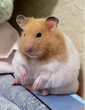 金丝熊，黄金仓鼠（学名：Mesocricetus auratus）又名叙利亚仓鼠。在生物分类学上是中仓鼠属的中型仓鼠。和许多仓鼠一样，黄金仓鼠有一个钝的口鼻部，相对较小的眼睛，大耳朵和一条短的约1.5厘米的尾巴。毛发金黄，背部中央颜色较深，耳朵下方可见黑色条纹，有些前额上可能有一片黑色的部分，面部两侧各有一条黑色条纹从颊囊延伸到脖子上。温带陆生夜行性杂食性动物，以作物和昆虫为食，主要存在于一年生作物的可耕地中。野生寿命平均1~2年，圈养寿命平均2~4年。 列入世界自然保护联盟（IUCN）2008年《濒危物种红色名录》ver 3.1——弱势（VU）
