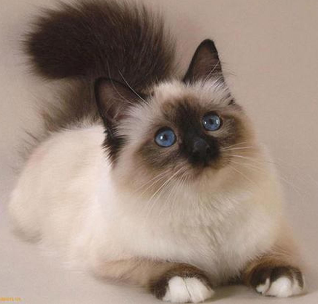 喜马拉雅山猫融合了波斯猫的轻柔和妩媚，暹罗猫的聪明和文雅，热情大方，顽皮可爱，能抓善捕，具有较高的学习天赋，其叫声非常悦耳。