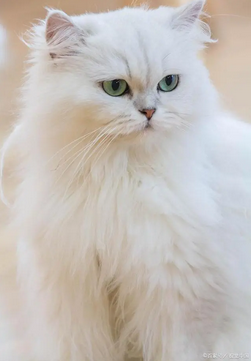 金吉拉猫原意是一种绒鼠的名称，祖先是安哥拉猫与波斯猫