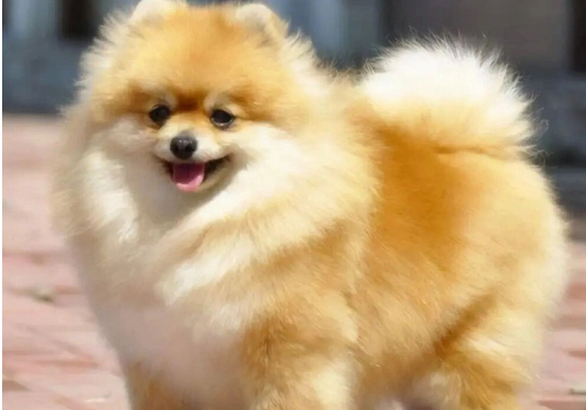 波美拉尼亚犬又名博美是一种紧凑、短背、活跃的玩赏犬，是德国狐狸犬的一种，原产自德国。他拥有柔软、浓密的底毛和粗硬的披毛。尾根位置很高，长有浓密饰毛的尾巴平放在背上。他具有警惕的性格、聪明的表情、轻快的举止和好奇的天性。