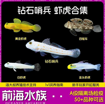 黑唇丝虾虎鱼（Cryptocentrus cinctus）又称黄金虾虎，硫磺虾虎，金虾虎，黄企鹅古B，为鲈形目、虾虎鱼科、丝虾虎鱼属一种生存于近海珊瑚礁区的底栖海水鱼类。黑唇丝虾虎鱼分布于印度洋马尔代夫、斯里兰卡等海域，在底砂较丰厚的区域活动，觅食小型猎物及各类有机杂质等。可作为观赏鱼。