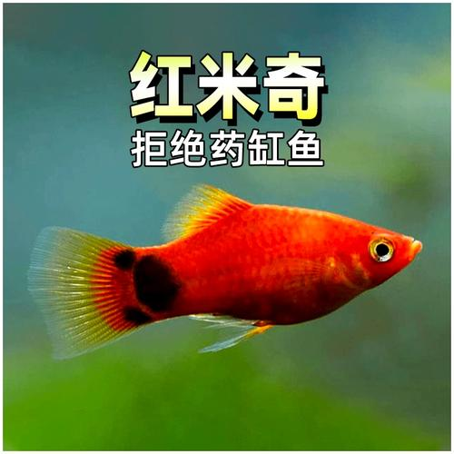 米奇鱼是鳉形目花鳉科剑尾鱼属鱼类， [2-4]别名熊猫鱼。体长4厘米。 [5]仔鱼全身半透明，带一点金黄色，一对黑黑的大眼睛。 [6]因尾部有一个与米老鼠非常相似的黑斑而得名