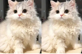 塞尔凯克卷毛猫又被称为是“披着羊皮的猫”。它们是是四种卷毛猫之一，毛发像被烫卷了一样，塞尔凯克卷毛猫有非凡的卷毛基因，来自家猫的一次基因自然突变。