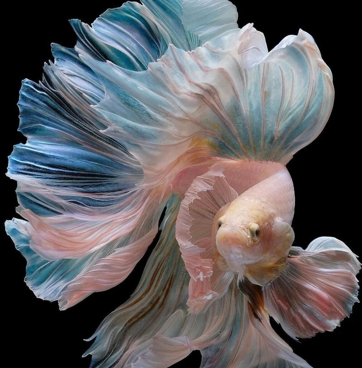 泰国斗鱼（学名：Betta splendens）是丝足鲈科、搏鱼属鱼类。泰国斗鱼体长7-8厘米，体色鲜艳美丽，色泽有红、紫、蓝、绿、白等，白色中混有红或蓝色，背鳍、臀鳍、尾鳍特别宽大。雄鱼发育完全，尾鳍、臀鳍、背鳍等发育得又大又长，舒展时像扇面一样雄伟壮观