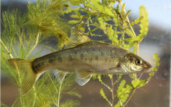 滇池金线鲃（学名：Sinocyclocheilus grahami）是鲤科、金线鲃属鱼类。体细长，侧扁。吻略尖。口亚下位。须2对，口角须长于吻须。上、下唇在口角处相连，唇后沟不相连。背鳍末根不分枝鳍条变粗、变硬，后缘具锯齿；胸鳍后伸不达腹鳍起点；腹鳍起点位于背鳍起点之前；尾鳍叉形。鳞圆形，侧线鳞较大，侧线鳞61-69枚。第1鳃弓外侧鳃耙5-7枚。全身呈淡黄色，背部略呈青灰色，体侧近背部有许多黑斑点，各鳍均为金黄色。