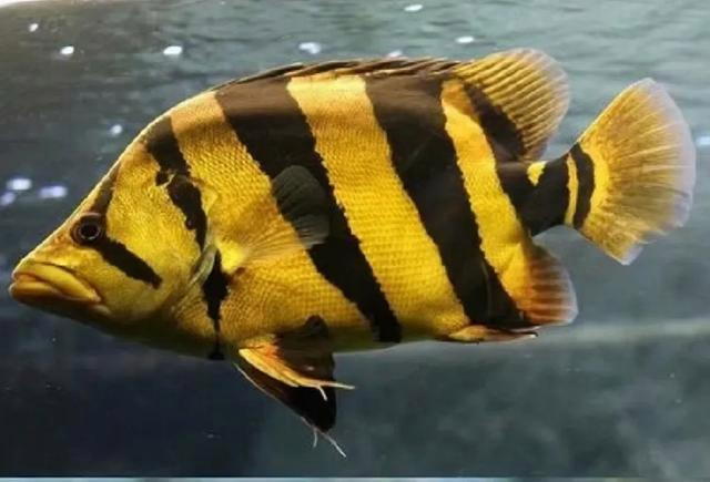 虎鱼是鲉形目毒鲉科鬼鲉属鱼类，俗称石头鱼、海蝎子、虎头鱼等。头大口大，表皮粗糙，有很多疙瘩；背鳍棘部有毒腺； [8]眼睛特别大；闭上嘴时，尖尖的牙齿就会重叠在一起；尾鳍分叉。因为全身长满了黑色的虎纹而得名。