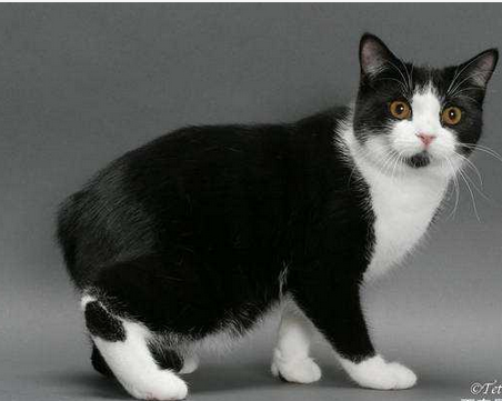 马恩岛猫（英文名称：Manx），为一种原产于英国马恩岛（马恩岛）的猫。