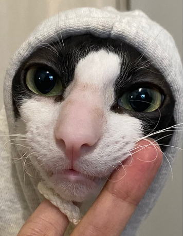 柯尼斯卷毛猫 ，是源出于英国的柯尼斯。卷毛猫的智商较高，能适应乘车旅行，或居住在汽车房子或单元房间里