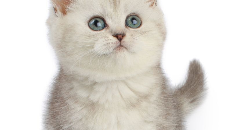 猫咪免费领养赠送