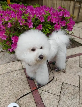 白色比熊寻主