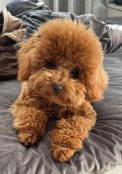 香槟色泰迪犬寻主