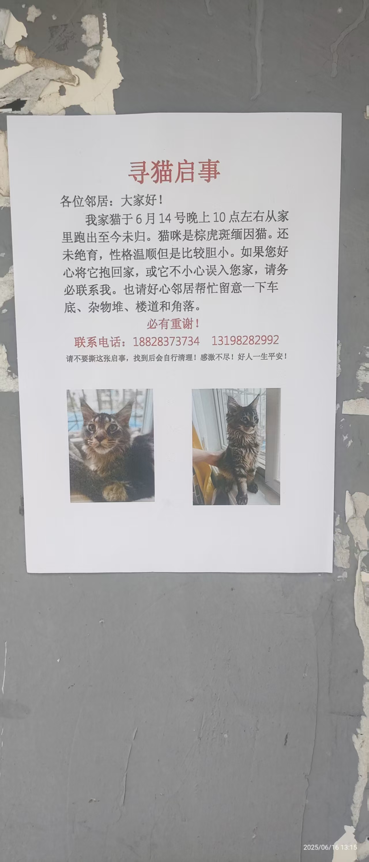 成都府南社区附近寻找棕虎斑缅因猫一只，求助