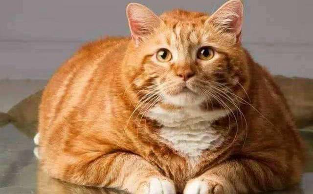 橘猫为什么易胖？深度解析背后的科学与生活因素
