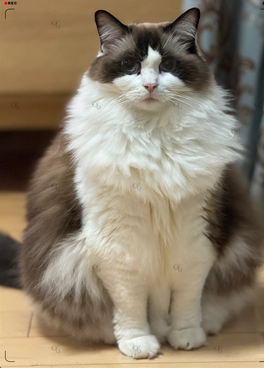 布偶猫：当之无愧的颜值天花板