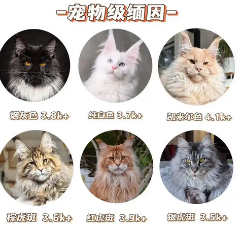 同年龄段猫咪的猫粮选择指南：从幼齿到暮年的营养适配