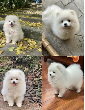 让宠物狗狗乖乖张嘴：轻松刷牙的训练指南