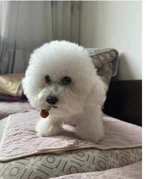 宠物拆家：是调皮捣蛋还是焦虑宣泄？行为背后的真相