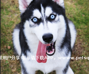 认识哈士奇：来自冰雪的活力精灵