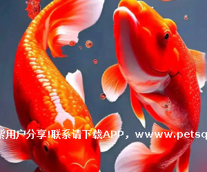 招财鱼是一个很懂礼貌的礼宾司,一有客人来它就张开嘴巴,嘴里吐出一个个晶莹剔透的泡泡,仿佛节*放的小气球。它的表现像在对客人说:“欢迎,欢迎,热烈欢迎!