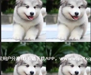 雪地三*” 之一 —— **斯加犬