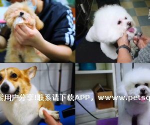 宠物**正呈现出蓬勃发展的态势，前景广阔
